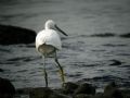 Egretta garzetta